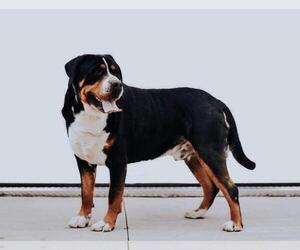 Father of the Greater Swiss Mountain Dog puppies born on 01/27/2021