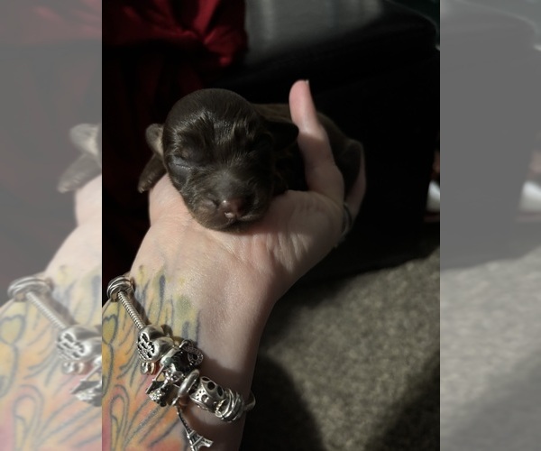 Medium Photo #11 Chiweenie Puppy For Sale in ROANOKE, VA, USA