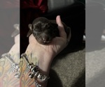 Small #10 Chiweenie