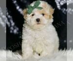 Small Maltipoo