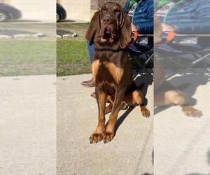Bloodhound Puppy for sale in HASLET, TX, USA