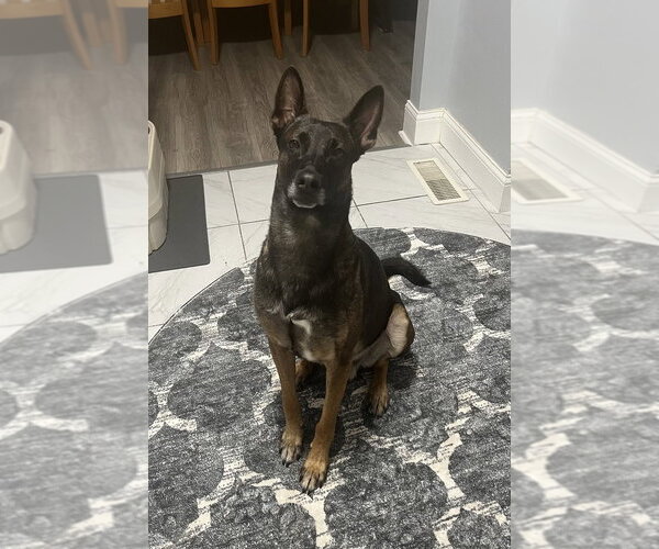 Medium Photo #1 Mutt Puppy For Sale in Elmsford, NY, USA