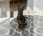 Small Mutt