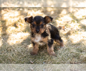 Yorkshire Terrier Puppy for sale in NAPPANEE, IN, USA