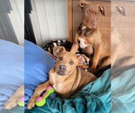 Small #3 American Staffordshire Terrier-Labrador Retriever Mix