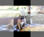 Small Photo #1 Boxer Puppy For Sale in DAYTON, TX, USA