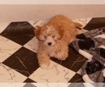 Small Photo #4 Havamalt-Shih-Poo Mix Puppy For Sale in MIDDLE RIVER, MD, USA