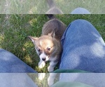 Puppy 1 Pembroke Welsh Corgi