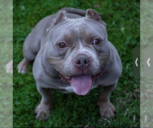 Father of the American Bully puppies born on 11/12/2021