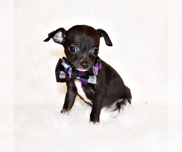 Medium Photo #89 Chihuahua Puppy For Sale in CHARLESTON, AR, USA