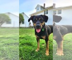 Small #1 Rottweiler Mix