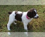 Small Photo #9 Brittany Puppy For Sale in HAMILTON, GA, USA