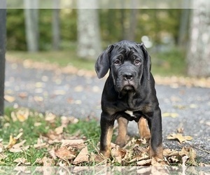 Cane Corso Puppy for sale in NEWTON, NJ, USA