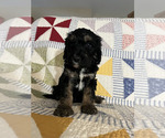 Small Photo #8 Bernedoodle Puppy For Sale in SUNNYVALE, CA, USA