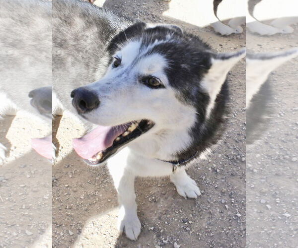 Medium Photo #2 Siberian Husky Puppy For Sale in Cedar Crest, NM, USA