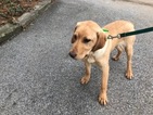 Small Photo #6 Labrador Retriever Puppy For Sale in BUCK, PA, USA