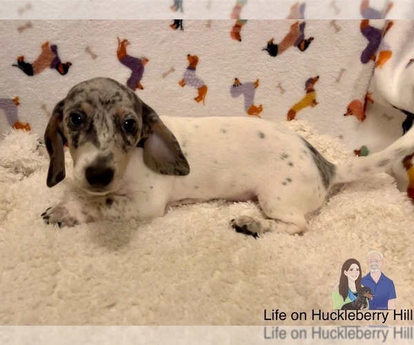 Medium Photo #88 Dachshund Puppy For Sale in LAKEBAY, WA, USA