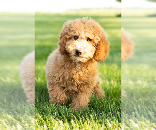 Medium Photo #1 Poodle (Miniature) Puppy For Sale in SHIPSHEWANA, IN, USA