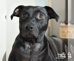 Small #2 Labrador Retriever Mix