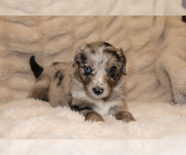 Medium Photo #3 Australian Retriever Puppy For Sale in STEWART, MS, USA