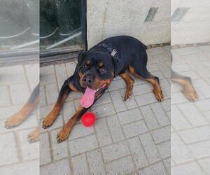 Father of the Rottweiler puppies born on 04/27/2026