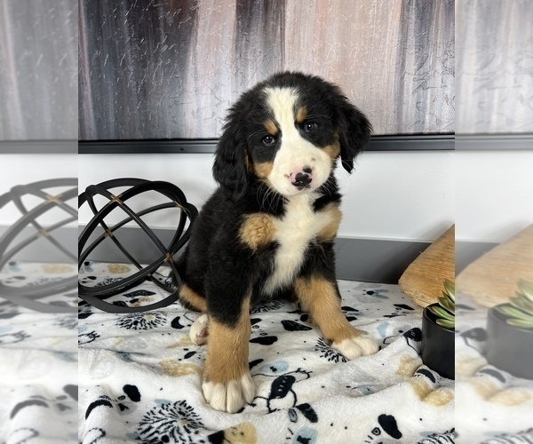 Medium Photo #3 Bernese Mountain Dog Puppy For Sale in FRANKLIN, IN, USA