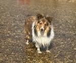 Charlie - Male Shetland Sheepdog Puppy for Sale - Small photo