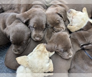 Labrador Retriever Litter for sale in STANLEY, WI, USA
