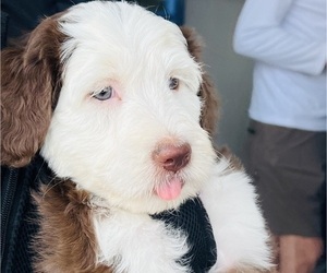 Sheepadoodle Puppy for Sale in HUNTINGTON BEACH, California USA