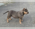 Small Photo #1 American Bully Puppy For Sale in PUYALLUP, WA, USA