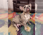 Small Photo #1 French Bulldog Puppy For Sale in DURANT, OK, USA