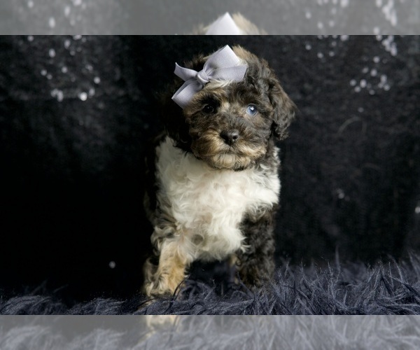 Medium Photo #52 Poodle (Toy) Puppy For Sale in WARSAW, IN, USA