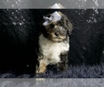Small #5 Poodle (Toy)