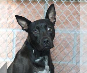 Mutt Dogs for adoption in San Antonio, TX, USA