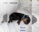 Puppy Blue Rottweiler