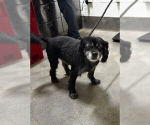 Pomeranian-Unknown Mix Dogs for adoption in Forestville, MD, USA