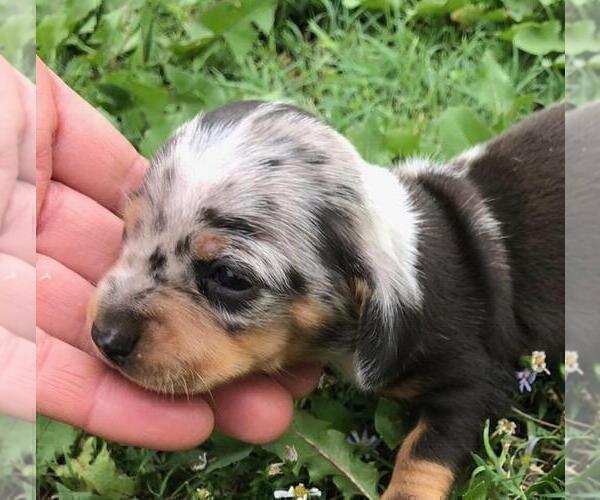 Medium Photo #5 Dachshund Puppy For Sale in FOYIL, OK, USA