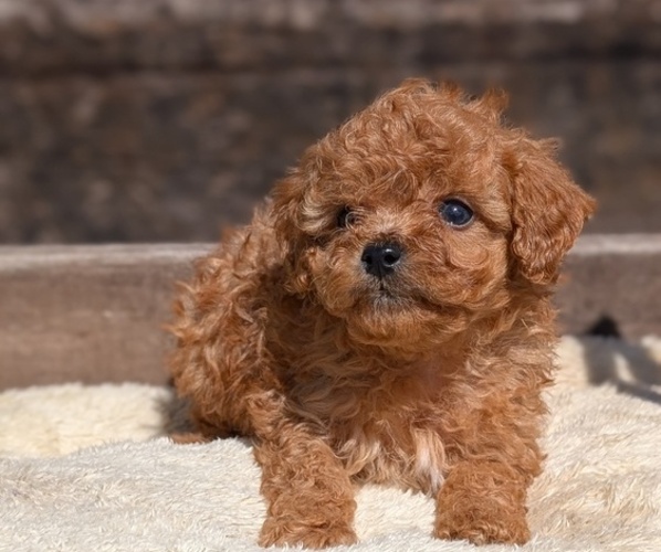 Medium Photo #12 Cavapoo (Miniature) Puppy For Sale in GOSHEN, IN, USA