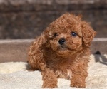 Small Photo #23 Cavapoo (Miniature) Puppy For Sale in GOSHEN, IN, USA