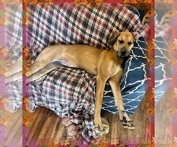Medium Photo #2 Great Dane Puppy For Sale in Bullard, TX, USA