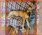 Small #1 Great Dane