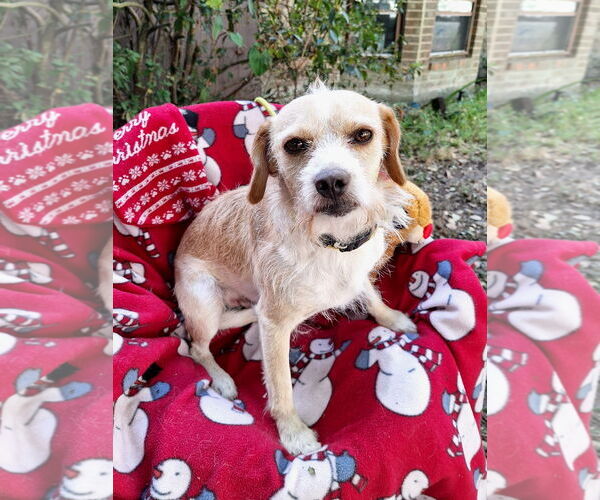 Medium Photo #2 Jack Russell Terrier-Unknown Mix Puppy For Sale in Missouri City, TX, USA