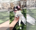 Small #1 Pomeranian