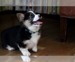 Small #2 Pembroke Welsh Corgi