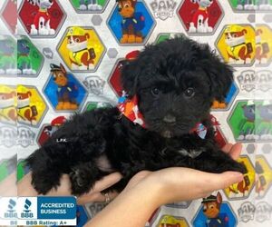 YorkiePoo Puppy for sale in WINNSBORO, LA, USA
