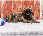Puppy Mackenzie Mastiff
