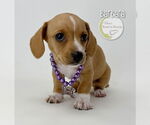 Small #1 Chiweenie