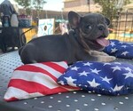 Puppy 4 French Bulldog