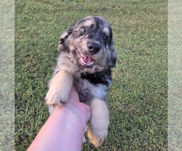 Medium Photo #6 Aussiedoodle Puppy For Sale in WILLS POINT, TX, USA