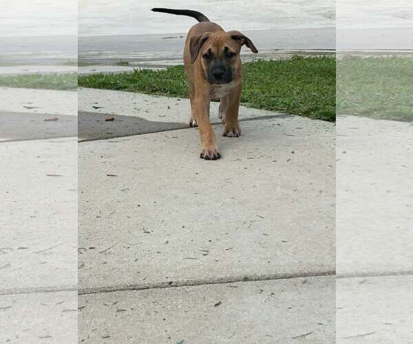 Medium Photo #8 American Staffordshire Terrier-Unknown Mix Puppy For Sale in Holly Springs, NC, USA